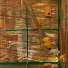 طيور روز للبيع