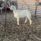 مشروع فحل حري