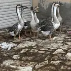 وز عراقي