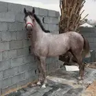 حصان شعبي الاب الحازم الام شعبيه