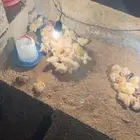 صوص دجاج بلدي الوان فواتح