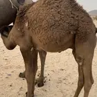 للبيع قعود شحم