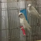 زوج روز البينو عيون حمر منتجين