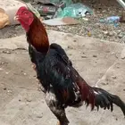 دييك شامو ياباني