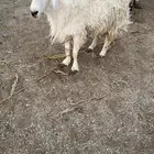 خروف حري السن تام