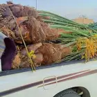 نخل اخلاص مثمر البيع متوجد في عفيف 18 حبه