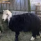 طلي نجدي