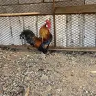 ديك عربي (فري)