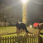 ايجار جميع الحيوانات الأليفة