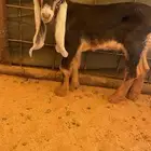 تيوس دواغير