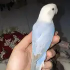 للبيع ببغاء الروز