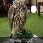 طير ضايع امس من الحي الزاهر