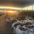 جيرات ومكائن جميع انواع السيارات