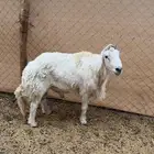 طلي فحل مشروط