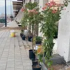 مشاتل عالم النباتات