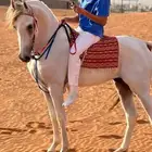 حصان شعبي للبيع