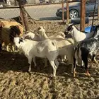 تيوس بيشيه للبيع