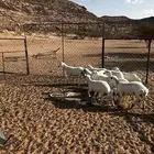 غنم للبيع رفيديات