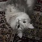 قطه انثى معقمه