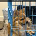 كلب صغير يشبه السبيتز البوميرينيان ( اتوقع مهجن )