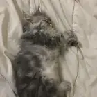 قطه للبيع