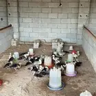 صوص بط