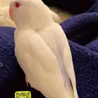 ببغاء روز طفره أليف جدا (تم البيع الله يبارك له بعدد ريشه)
