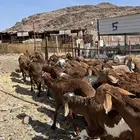 طليان سواكن حمري جادعان مرابى