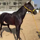 خيل شعبي العمر 6 الطول سبع بلك ولا يشكي من شي لونه كان اصفر