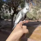 كروان ذكر متلكم و منتج