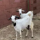 معزاء بيشي صنف ومضاريع