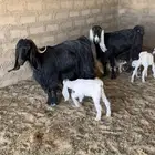 للبيع معزا ولد