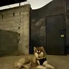 كلاب مالموت وهاسكي