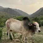 حسيل بلدي للبيع