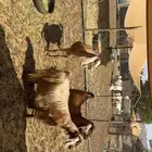 معزى دفيع طيبه