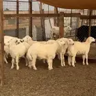 طليان حري نظيفه وشحم ماشاءالله
