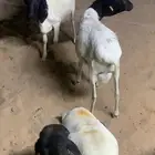 للبيع برابر مرابي