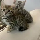 كيتين بنقال بيور
