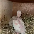 4 فروخ روز البينو عيون حمر