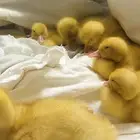 بطات صغيرة