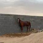 فرس شعبيه