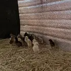 للبيع. صوص دجاج العدد 45