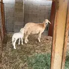 ضان للبيع عدد7