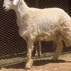 طلي حري