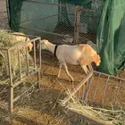 ضان مناتيج