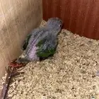 فرخ كنيور يلو سايد