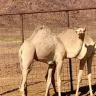 للبيع بكره