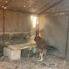 ديك ودجاجه باكستاني