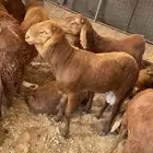 سواكن فل الفل شحم