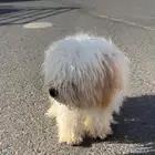 كلب مالتيز